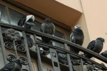 К чему залетает голубь на балкон: приметы про голубя на окне и в доме