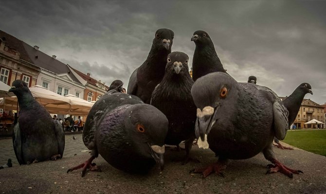 Голуби