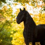 К чему приснился черный конь – толкование известных сонников