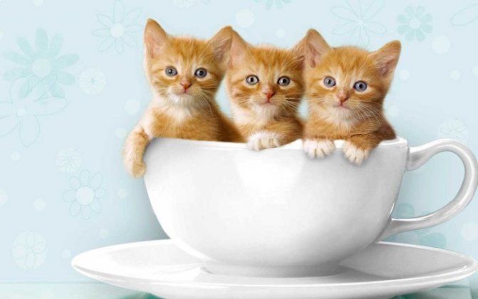 Рыжий котенок: толкование сонника