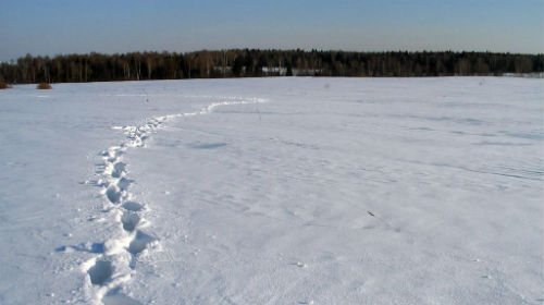 Следы на снегу