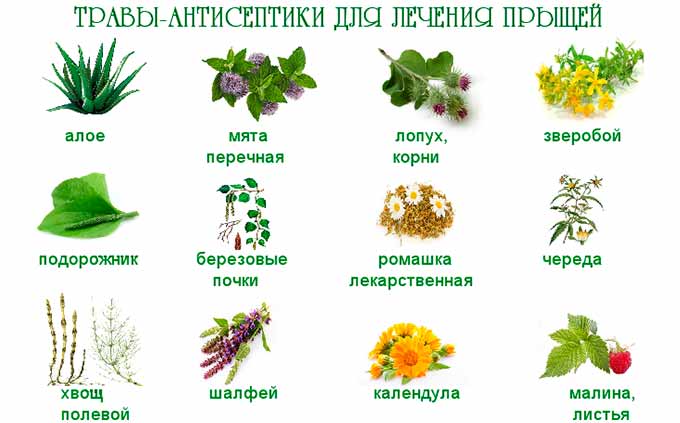 Травы-антисептики для лечения прыщей