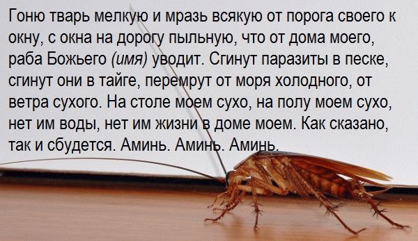Заговор от тараканов - как избавиться от вредителей навсегда