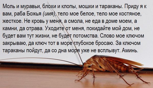 Заговор от тараканов - как избавиться от вредителей навсегда