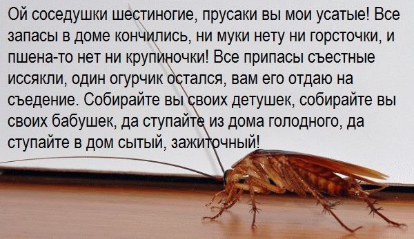 Заговор от тараканов - как избавиться от вредителей навсегда