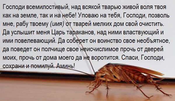 Заговор от тараканов - как избавиться от вредителей навсегда
